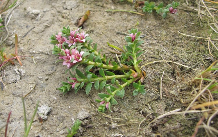 Glaux maritima